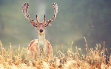  deer Painting - deer photo